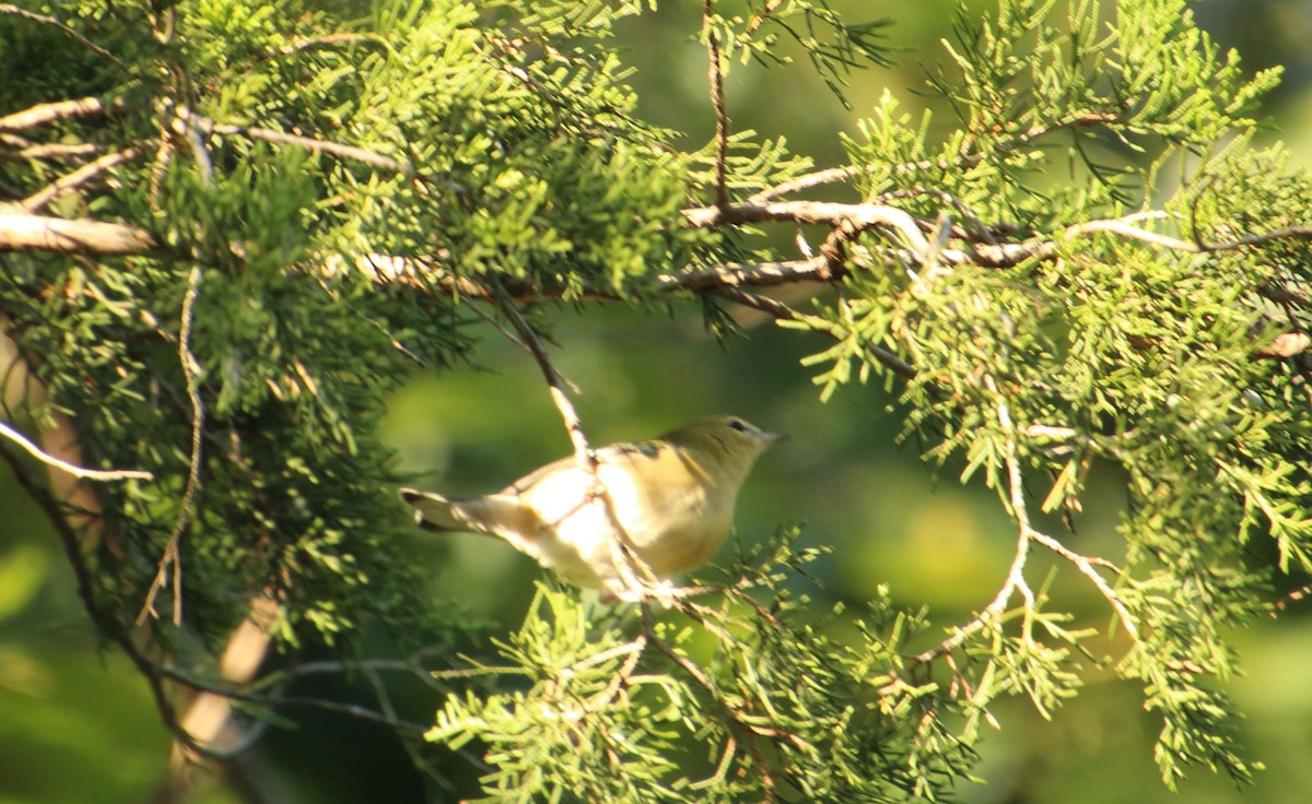 Bay-breasted Warbler - ML642091781