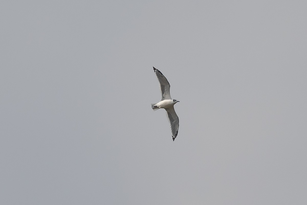 Franklin's Gull - ML642091793
