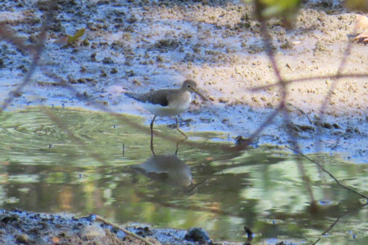 Solitary Sandpiper - ML642091833