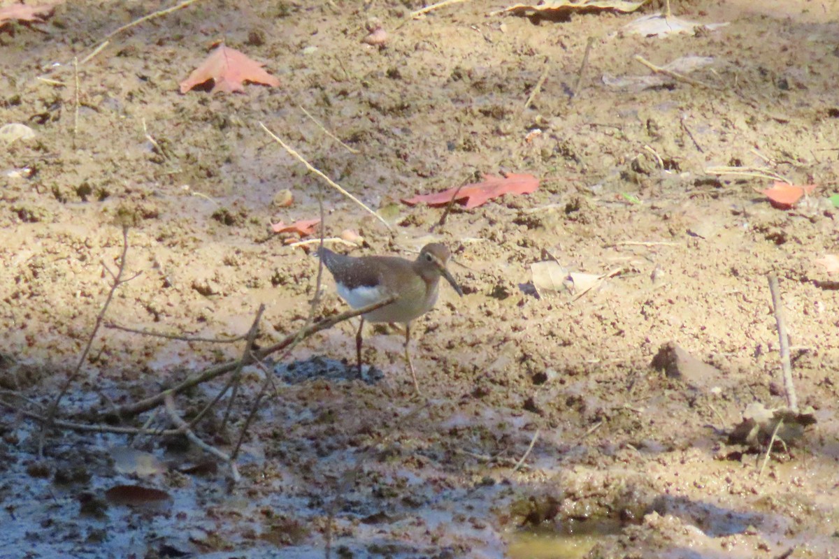 Solitary Sandpiper - ML642091834