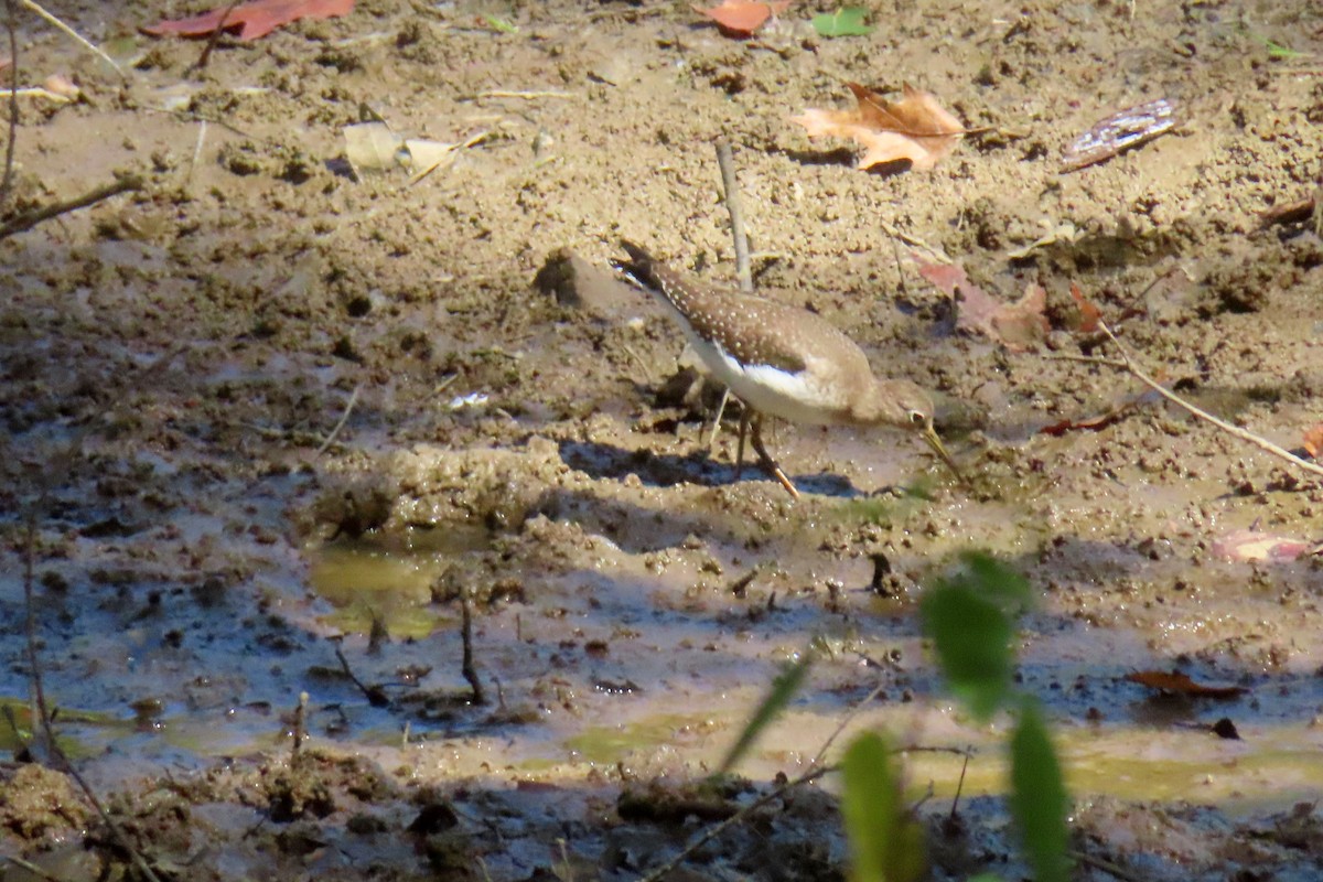 Solitary Sandpiper - ML642091835