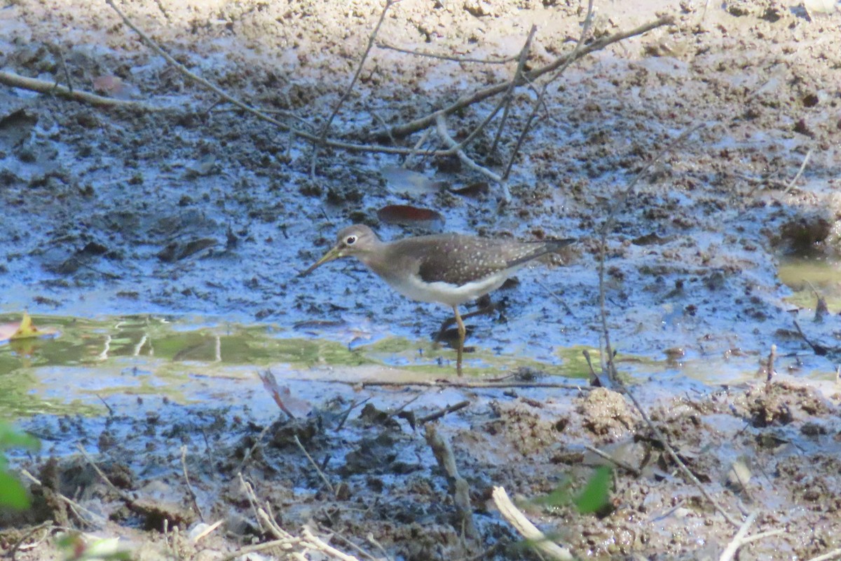 Solitary Sandpiper - ML642091836