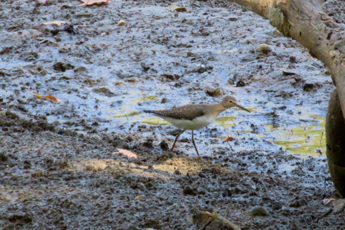 Solitary Sandpiper - ML642091837