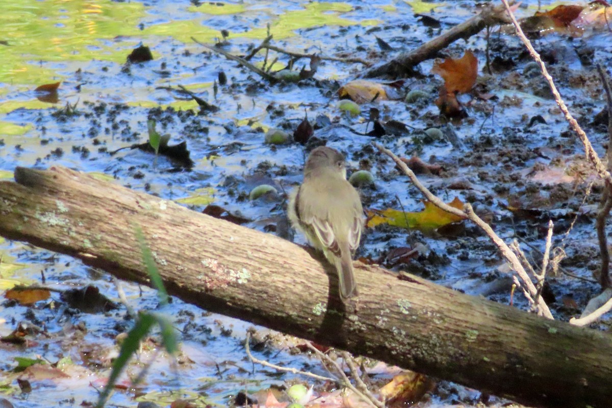 Eastern Phoebe - ML642091854