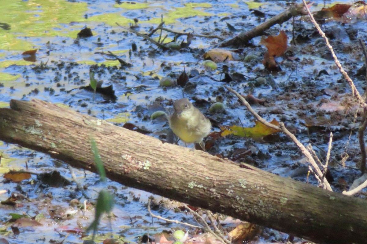 Eastern Phoebe - ML642091855