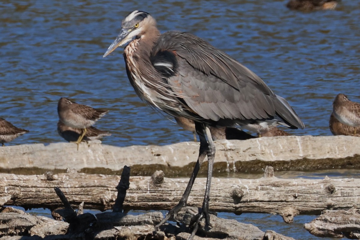 Great Blue Heron - ML642091860