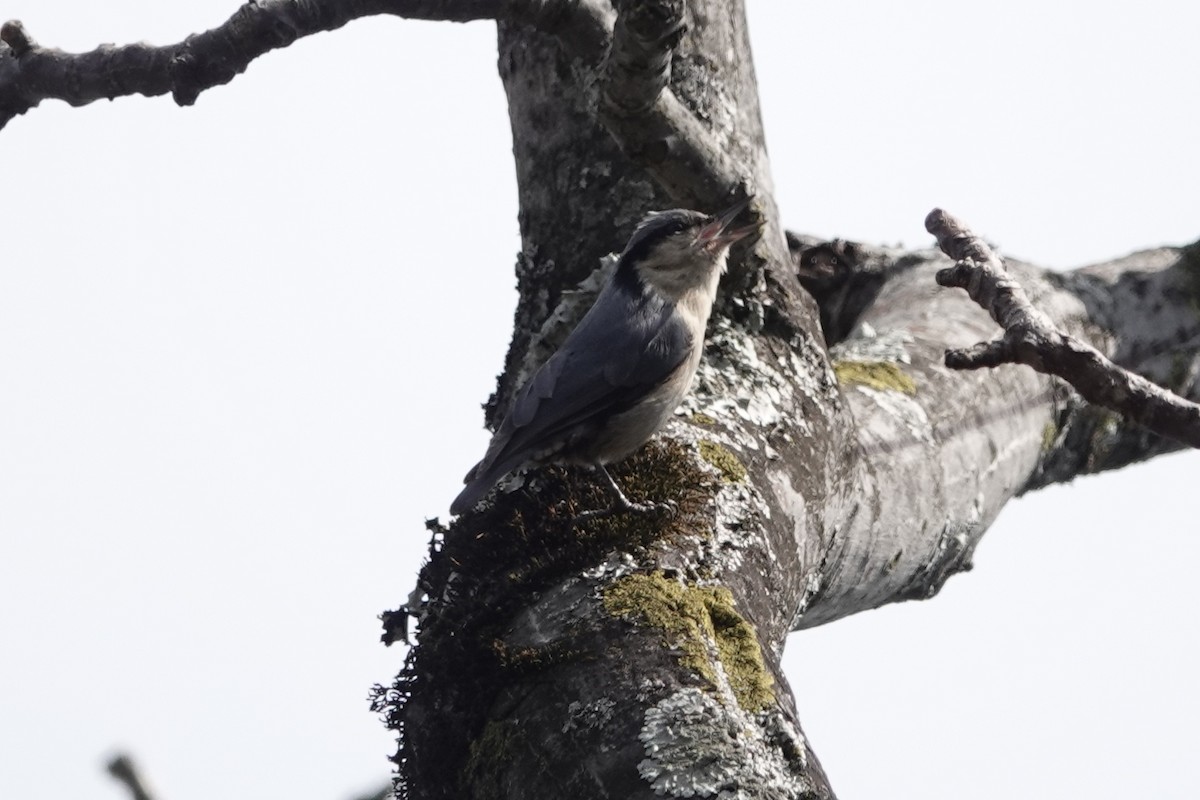 Chestnut-vented Nuthatch - ML642091862