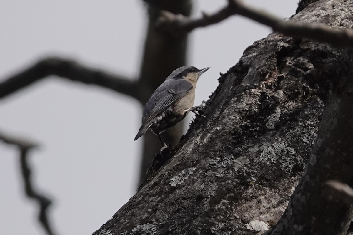 Chestnut-vented Nuthatch - ML642091863