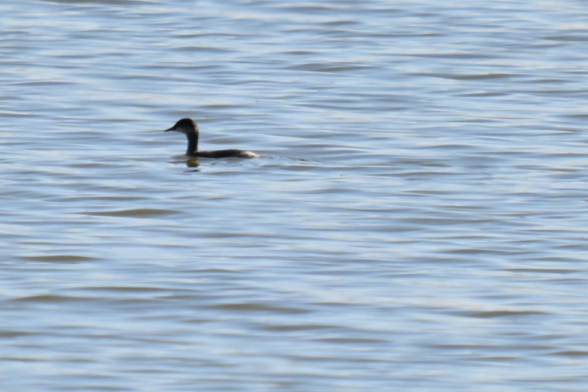 Eared Grebe - ML642091864