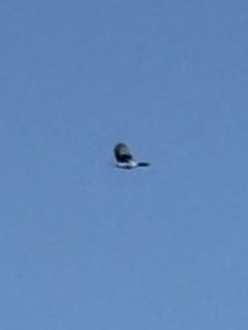 Blue Jay - ML642091879