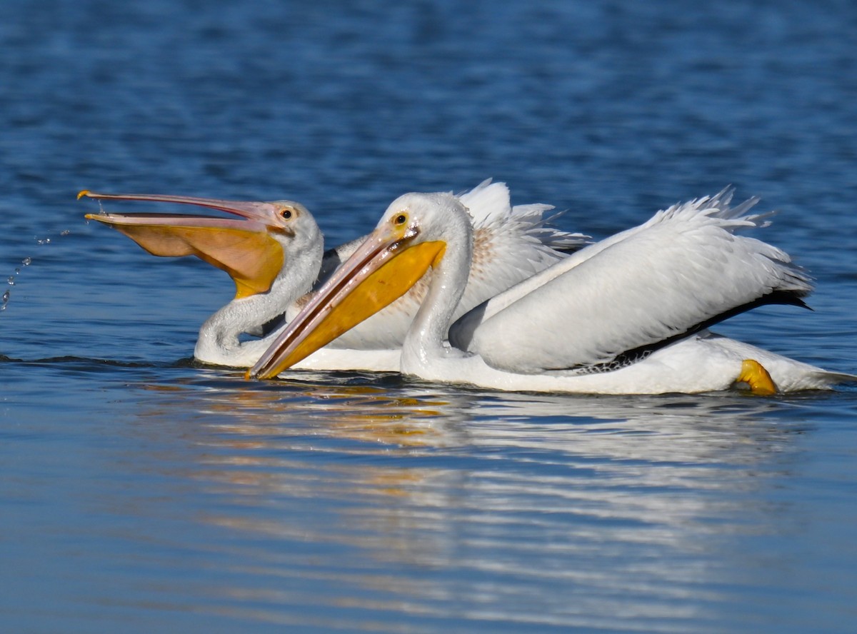 American White Pelican - ML642091881