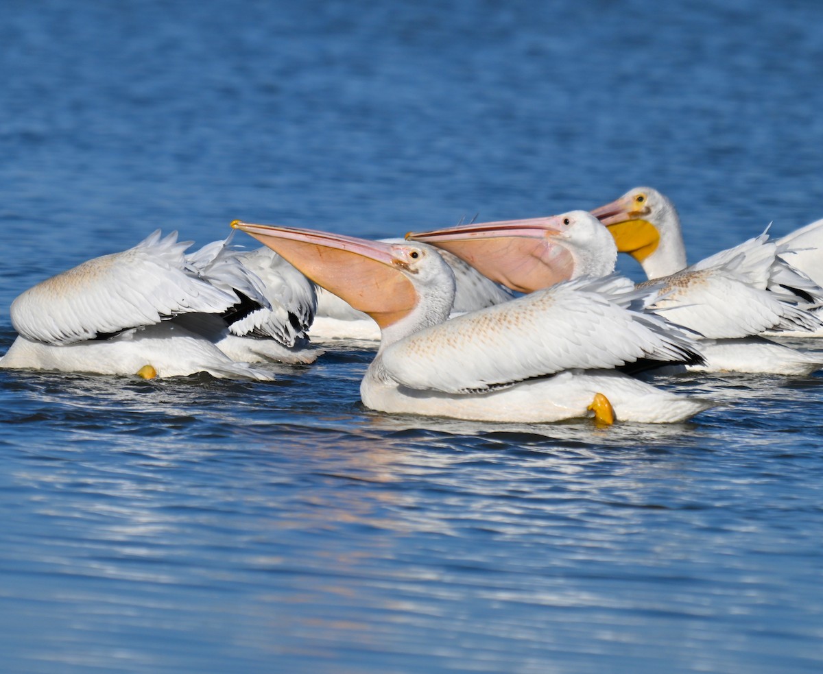 American White Pelican - ML642091884