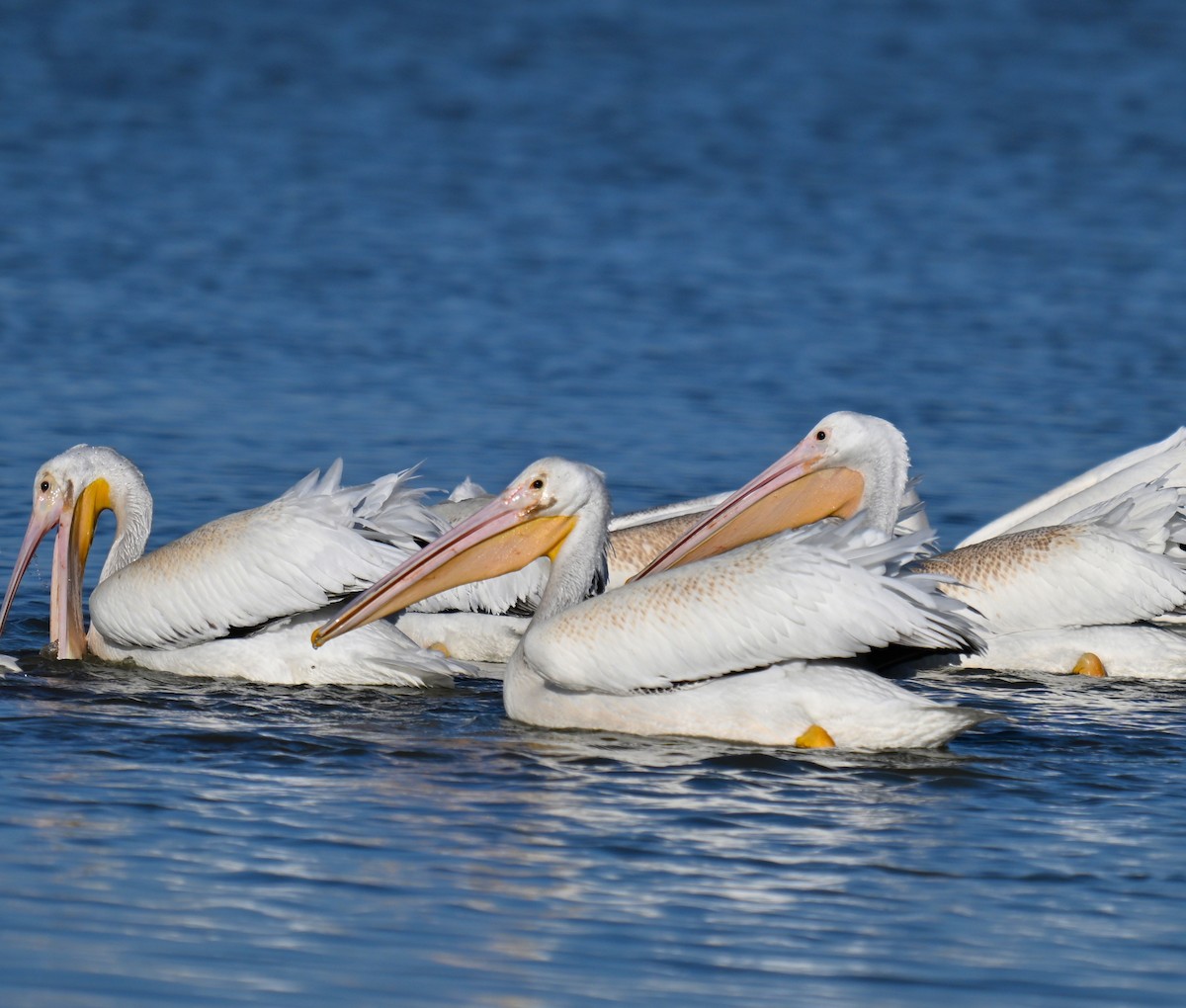 American White Pelican - ML642091888