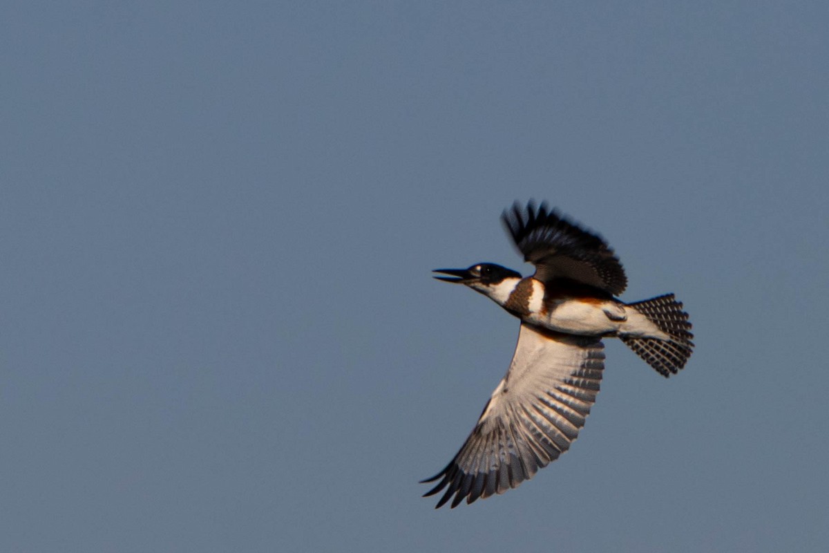Belted Kingfisher - ML642091896