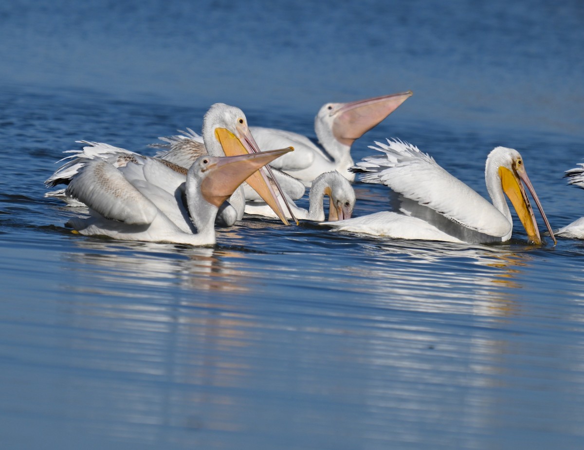 American White Pelican - ML642091897