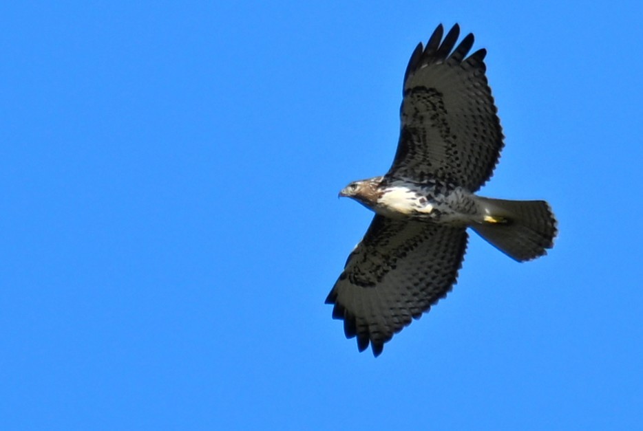 Red-tailed Hawk - ML642091900