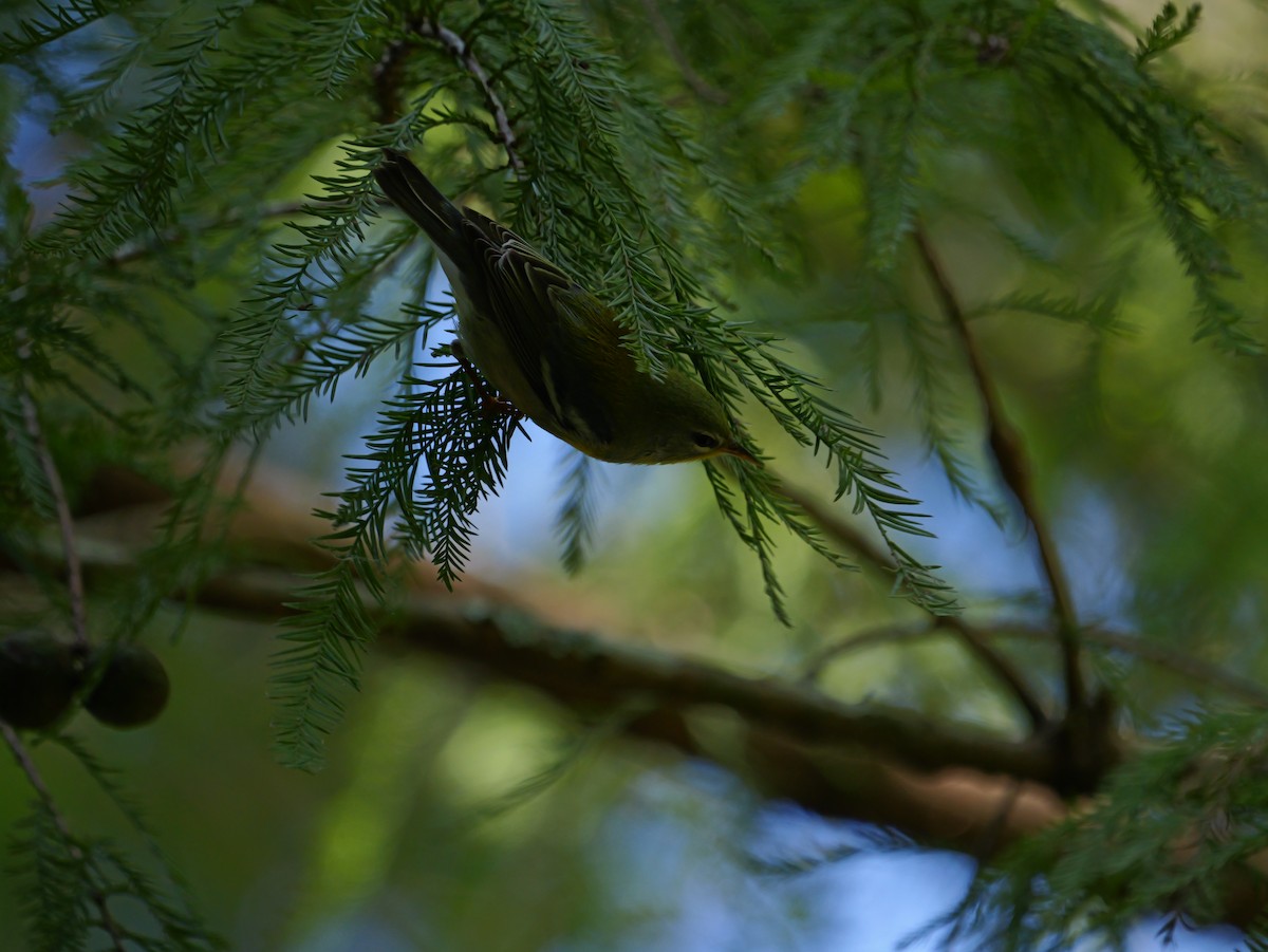 Northern Parula - ML642091901
