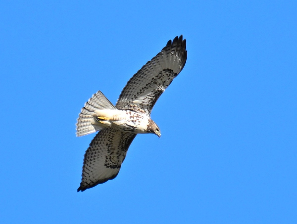 Red-tailed Hawk - ML642091905