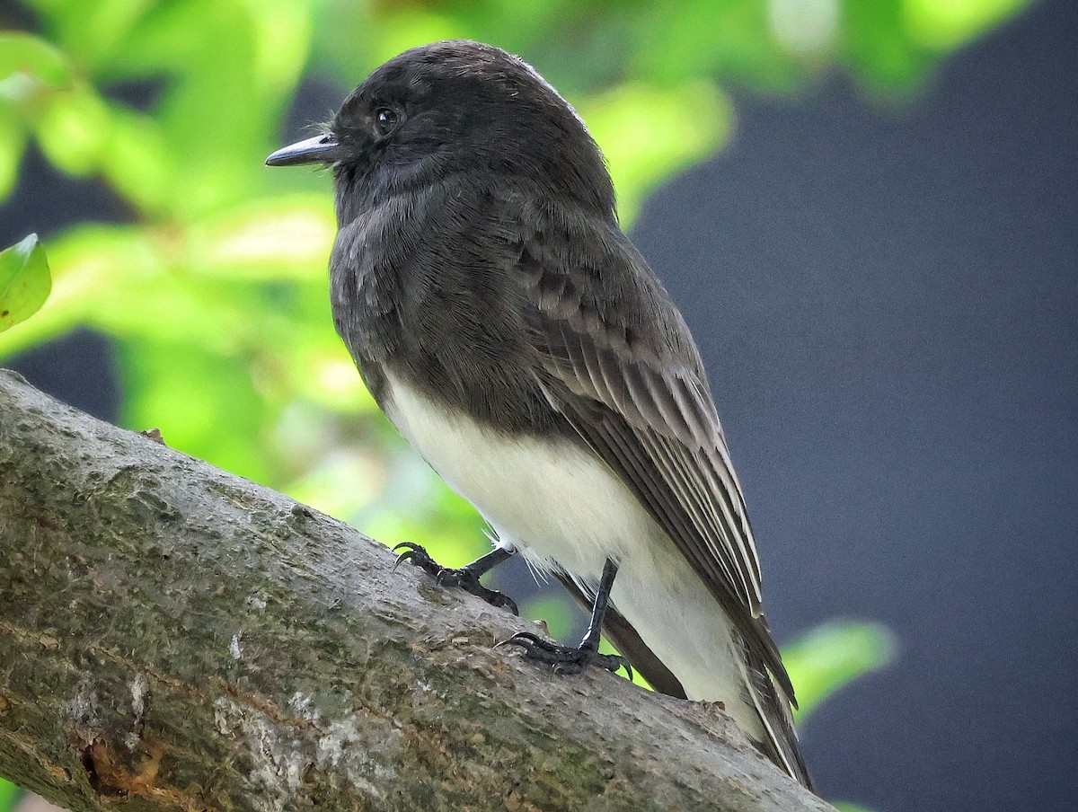 Black Phoebe - ML642091921