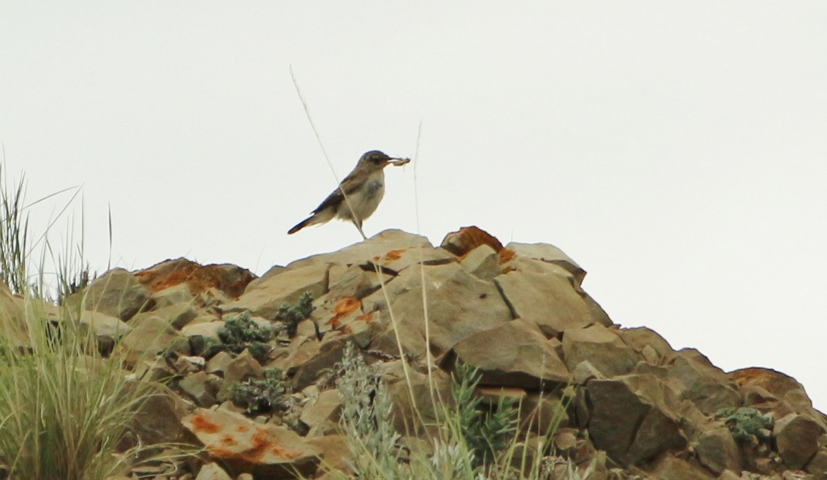 Rock Wren - ML642091930