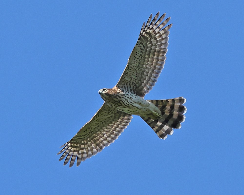 Cooper's Hawk - ML642091940