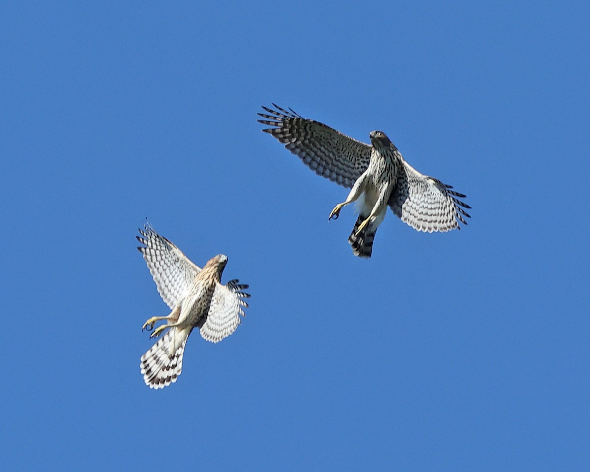 Cooper's Hawk - ML642091946