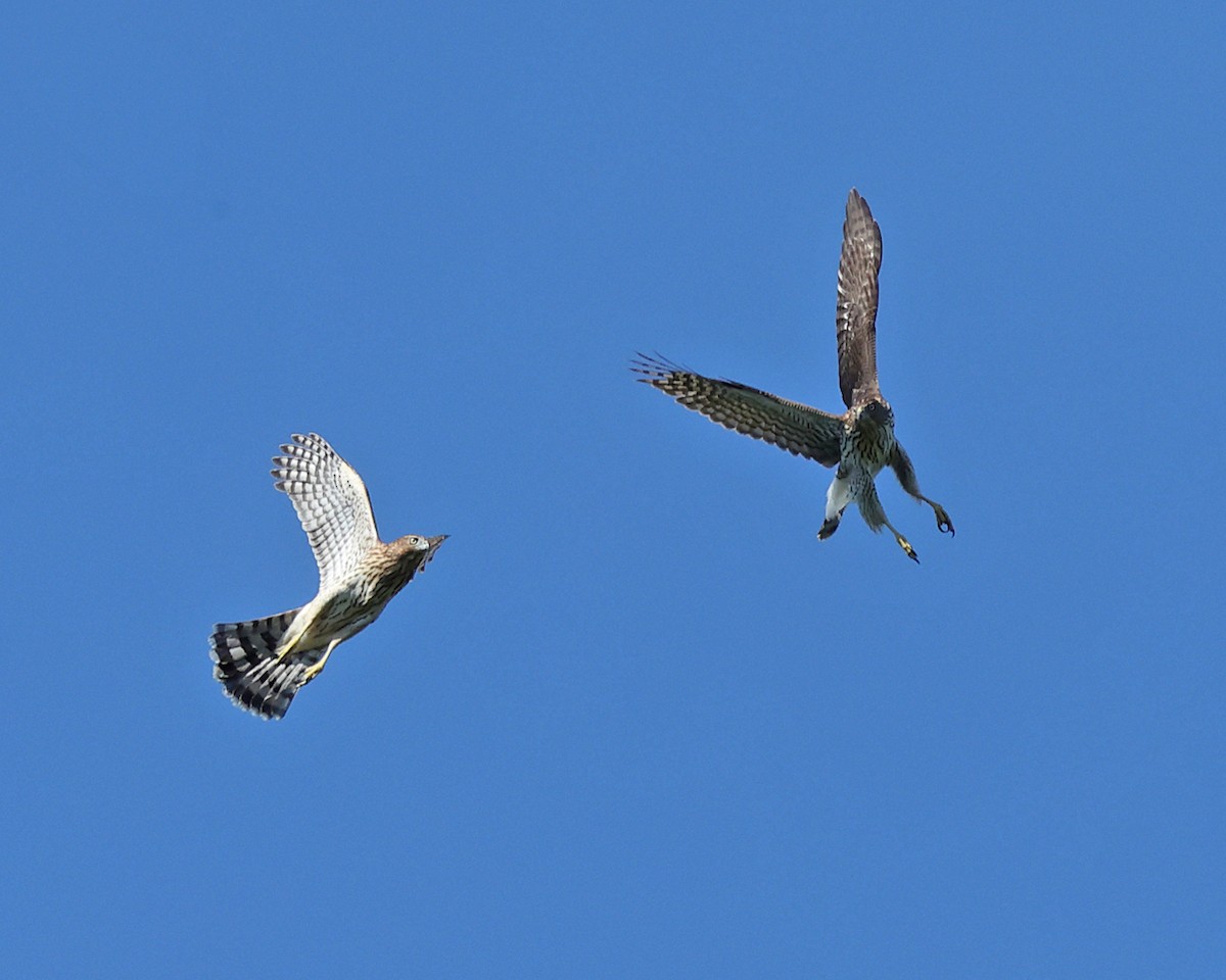 Cooper's Hawk - ML642091952