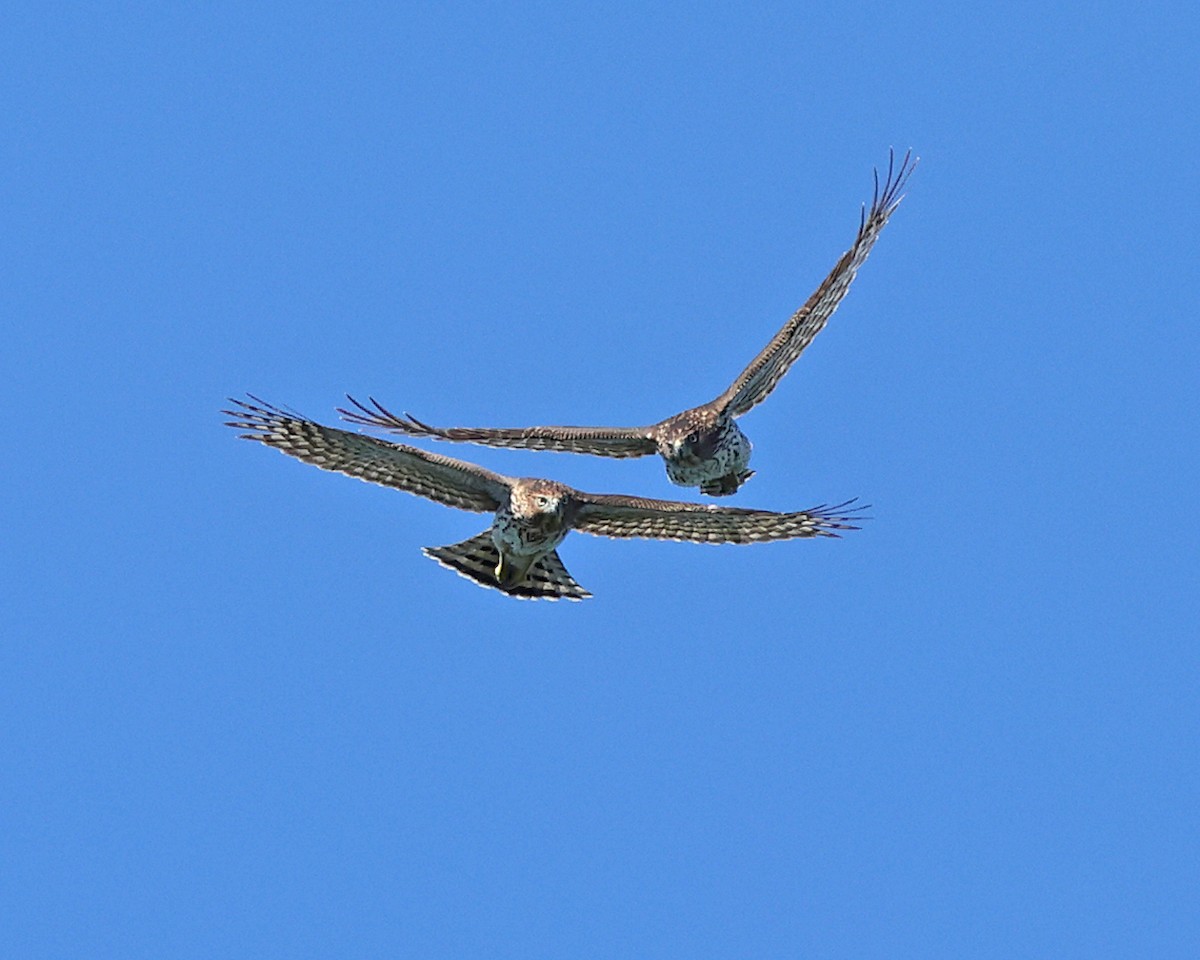 Cooper's Hawk - ML642091953