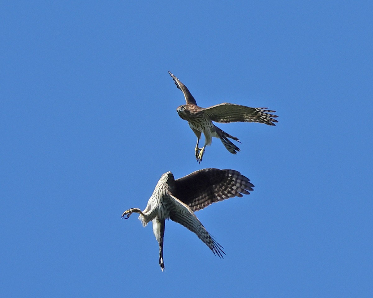 Cooper's Hawk - ML642091955