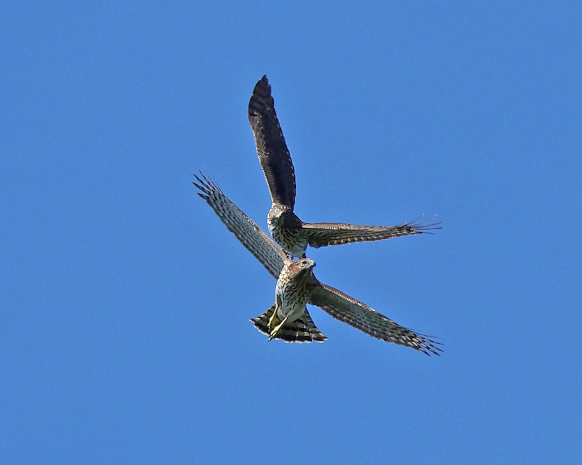 Cooper's Hawk - ML642091956