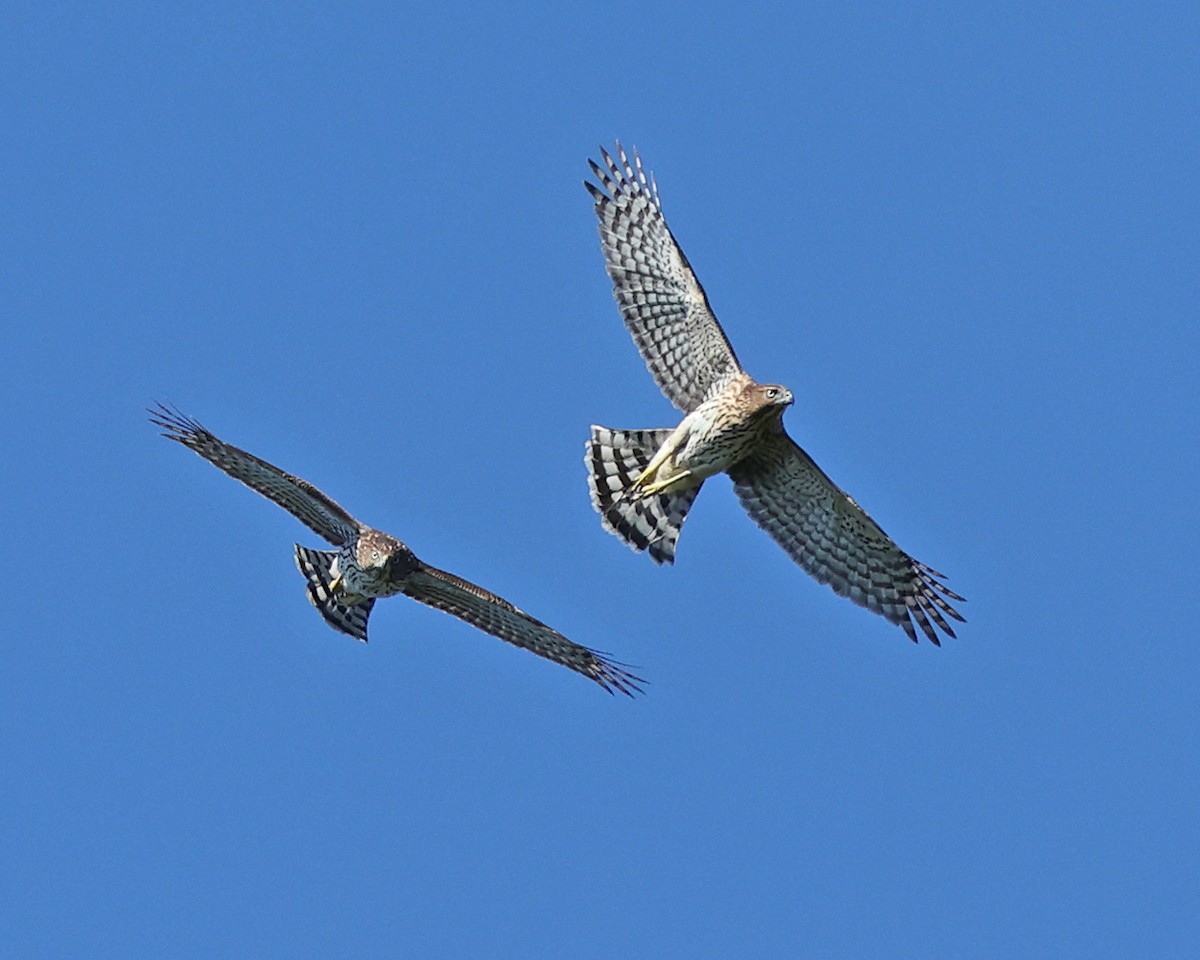 Cooper's Hawk - ML642091961