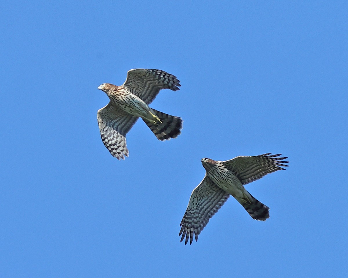 Cooper's Hawk - ML642091962