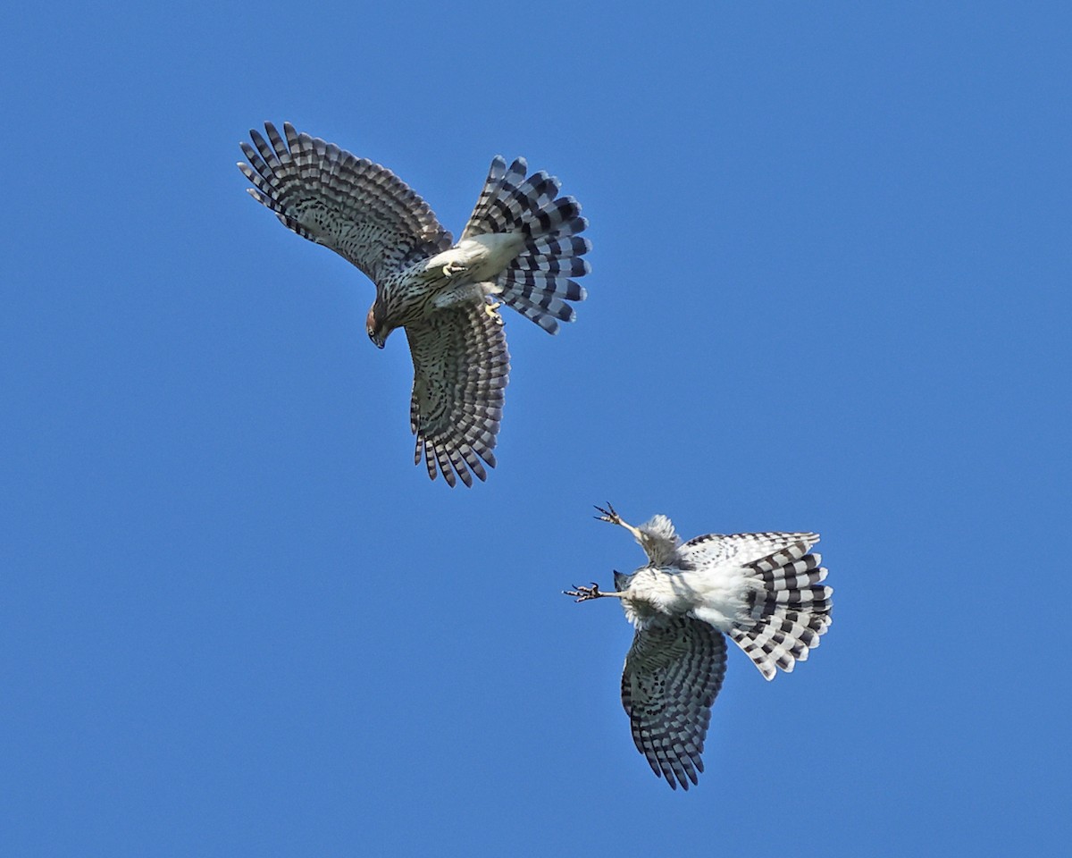Cooper's Hawk - ML642091968