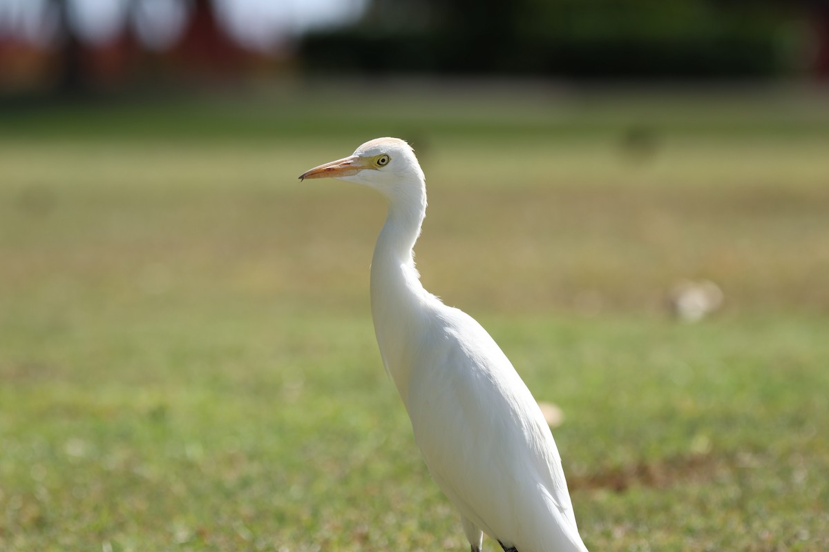 Western Cattle-Egret - ML642091981