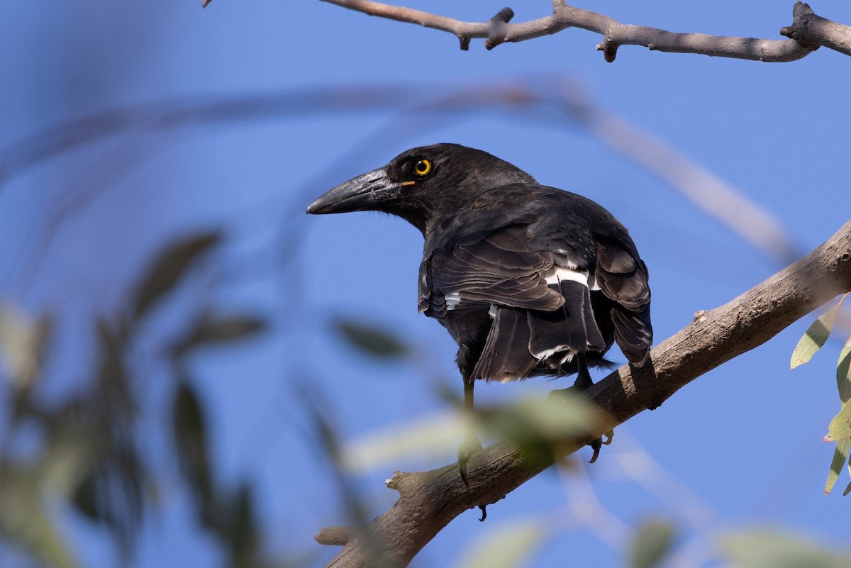 Pied Currawong - ML642091986