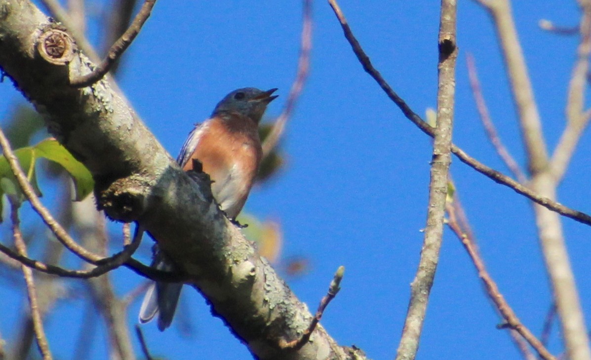 Eastern Bluebird - ML642091990