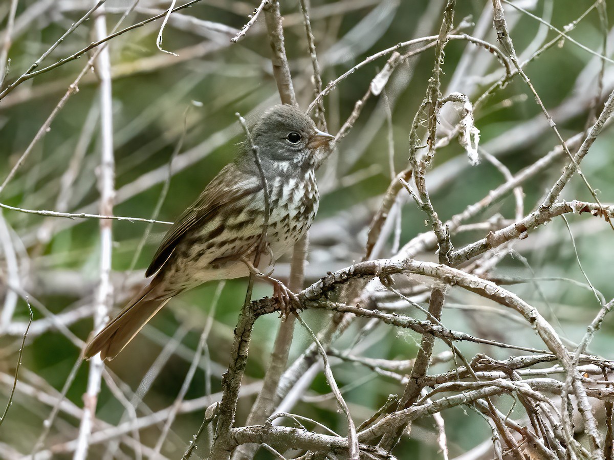 Fox Sparrow - ML642091991