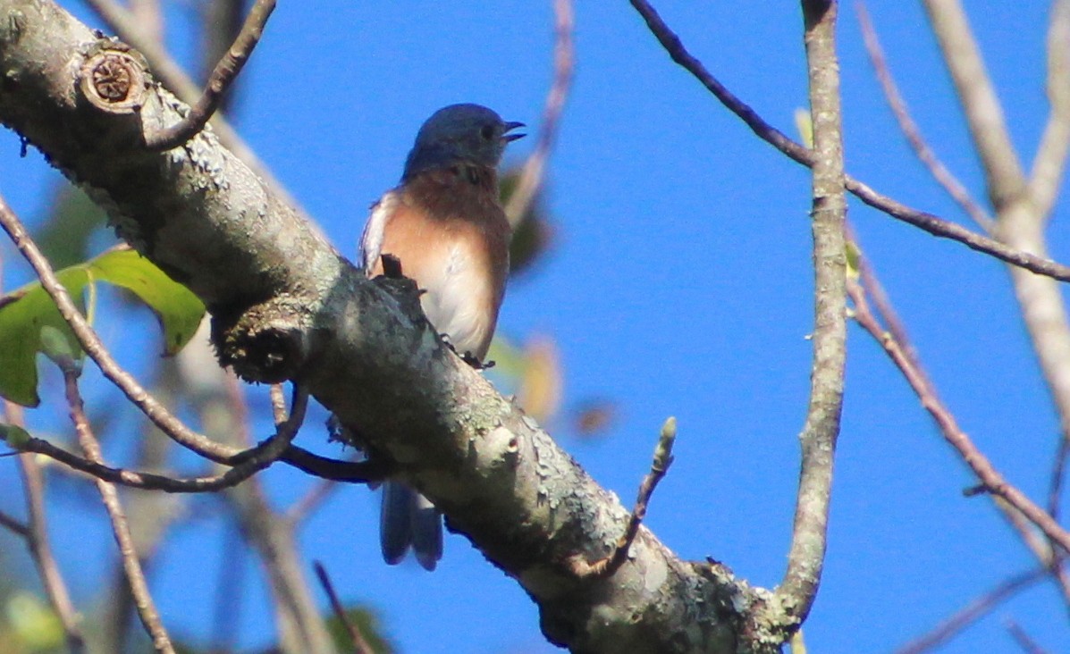 Eastern Bluebird - ML642091992