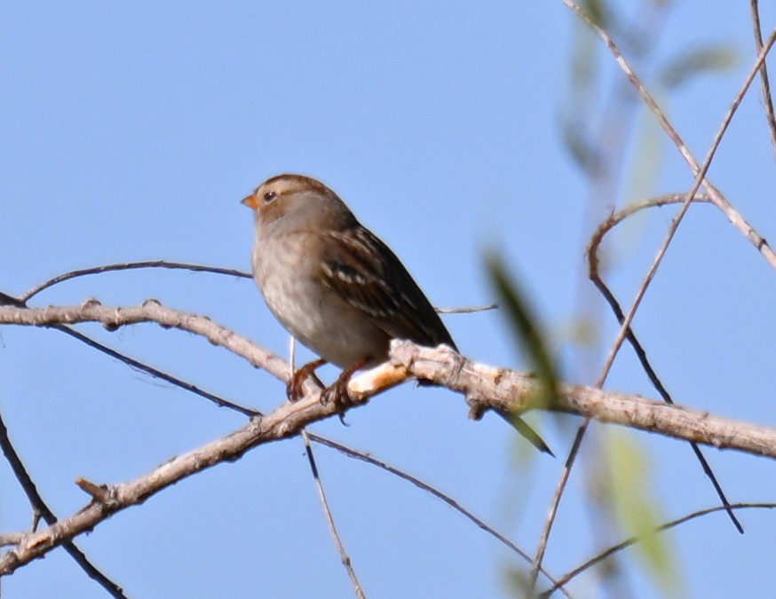 White-crowned Sparrow - ML642091997