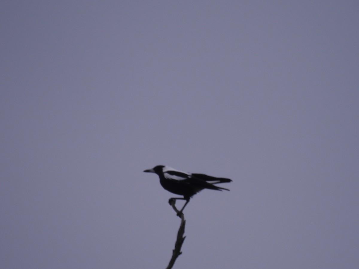 Australian Magpie - ML642092002