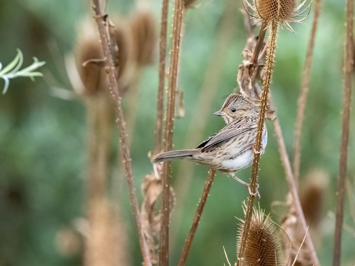 Lincoln's Sparrow - ML642092006