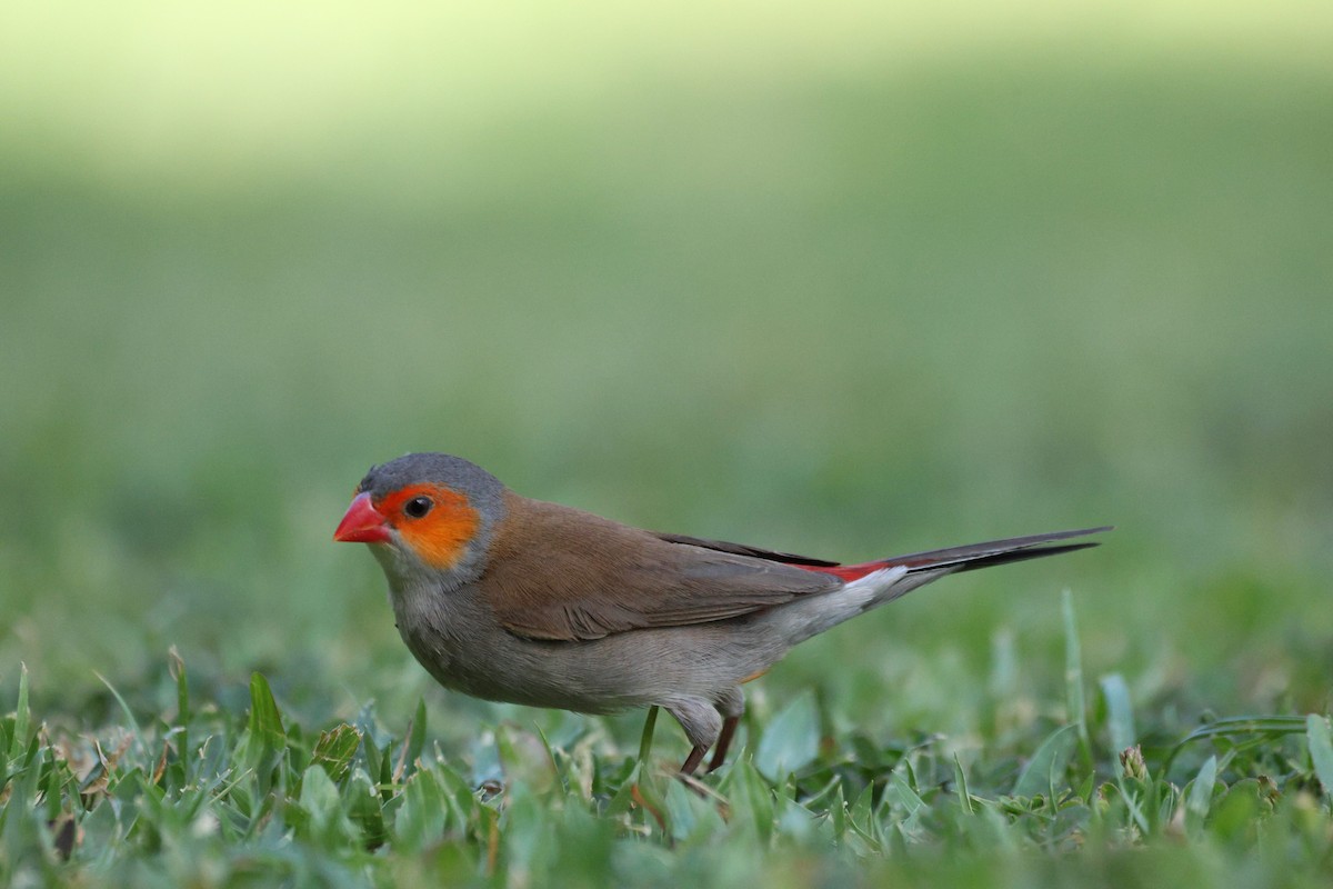 Orange-cheeked Waxbill - ML642092008