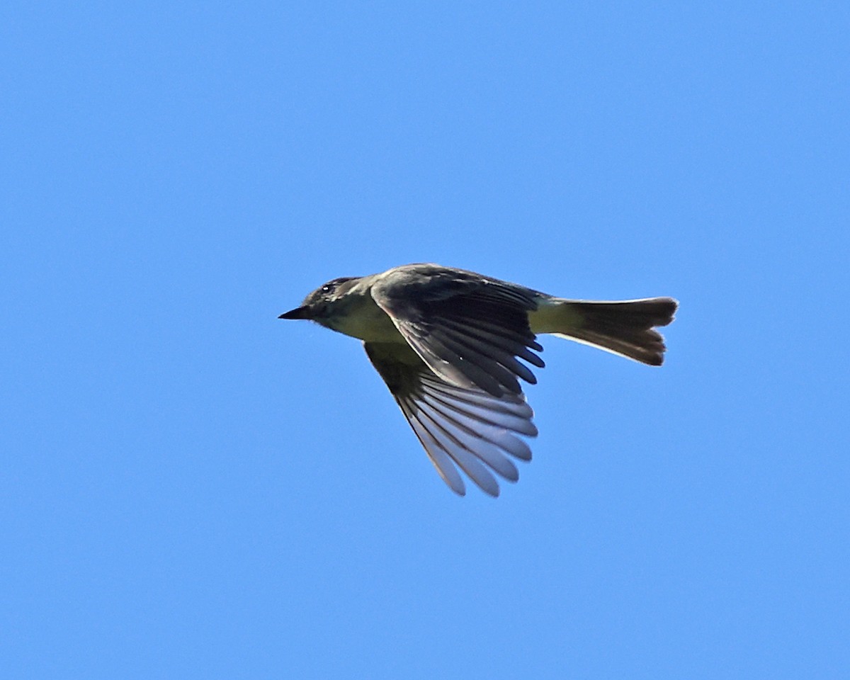 Eastern Phoebe - ML642092010