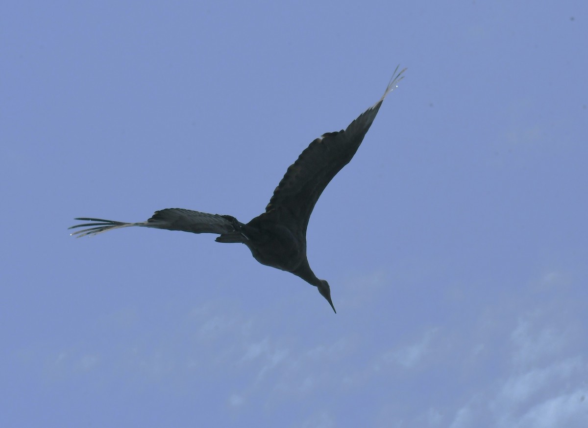 Kurrilo kanadarra - ML642092011