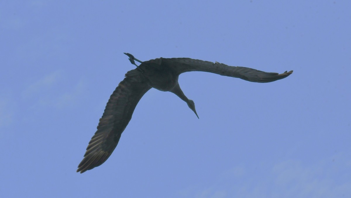 Kurrilo kanadarra - ML642092012