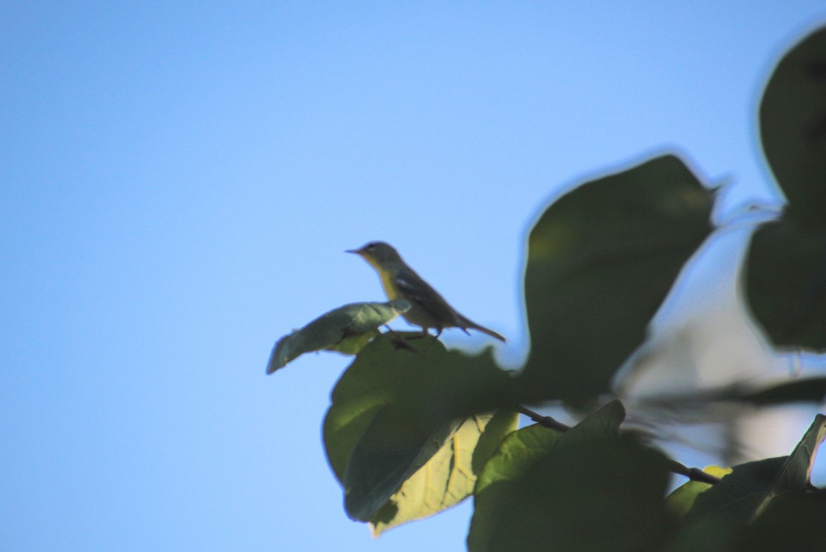 Magnolia Warbler - ML642092014
