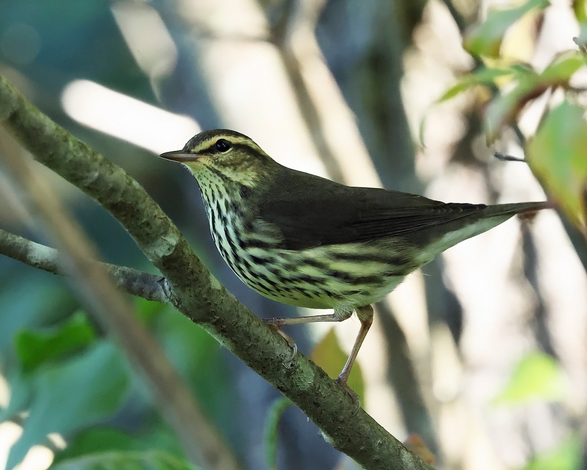Northern Waterthrush - ML642092015