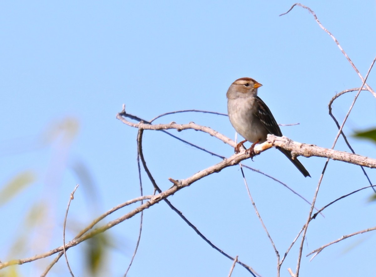 White-crowned Sparrow - ML642092020