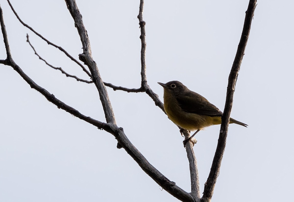Nashville Warbler - ML642092023