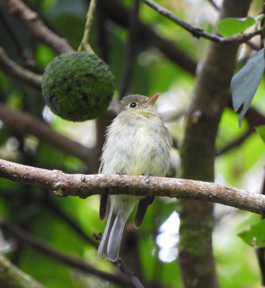 Yellow-bellied Flycatcher - ML642092031